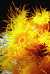 NIGHT DANCERS! Tubestrae - night blooming coral; Bonaire,... by Rick Tegeler 